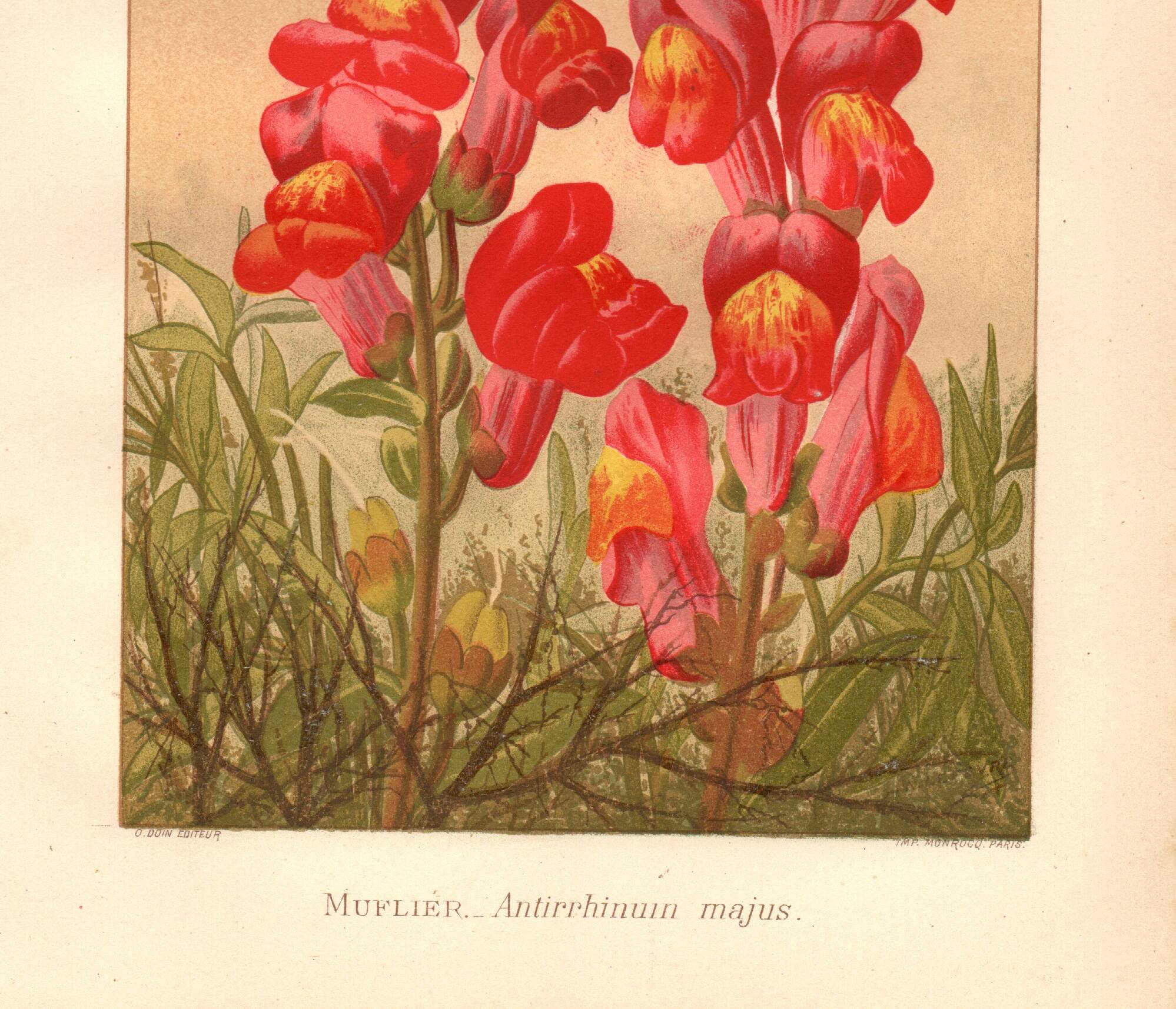 Botanical engraving - 1889 - Snapdragon - Old illustration of a red flower
