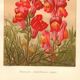 Botanical engraving - 1889 - Snapdragon - Old illustration of a red flower