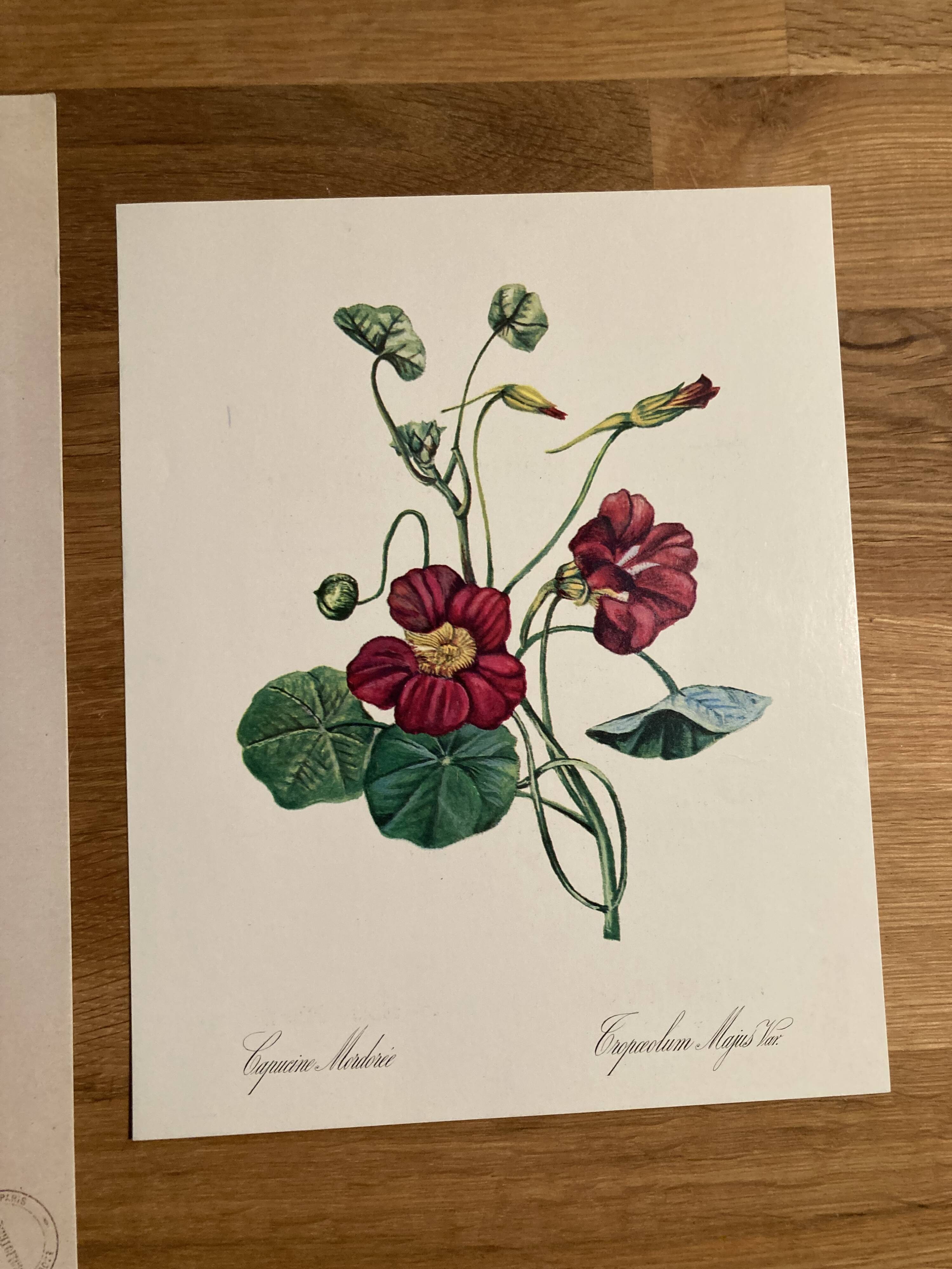 Affiche botanique Malva Sylvestris et Capucine Mordorée