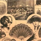 Planche vintage originale sur les plumes