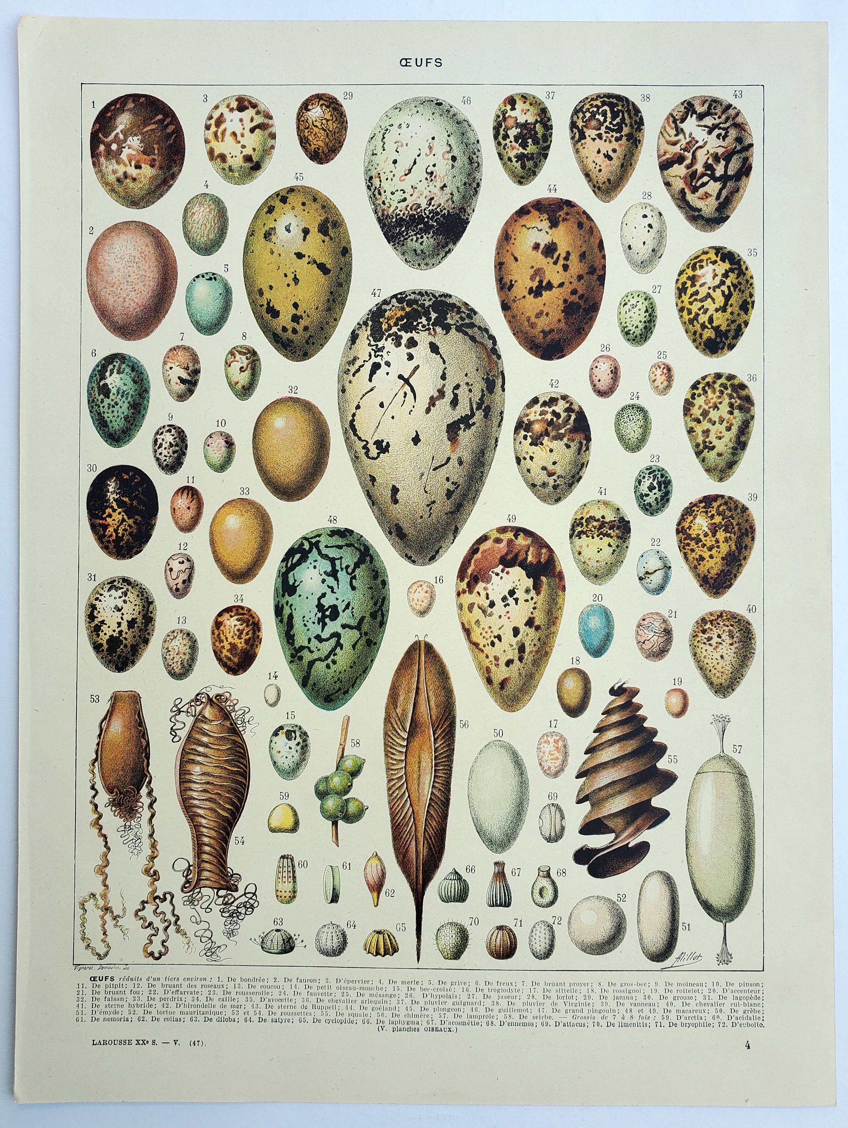 Old engraving 1928, Eggs, Oology, Incubation, animals • Lithograph, Original plate