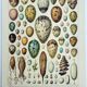 Old engraving 1928, Eggs, Oology, Incubation, animals • Lithograph, Original plate
