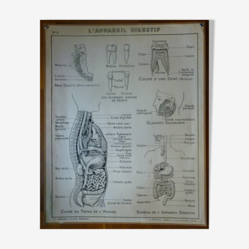 Black and white anatomical school poster Hatier