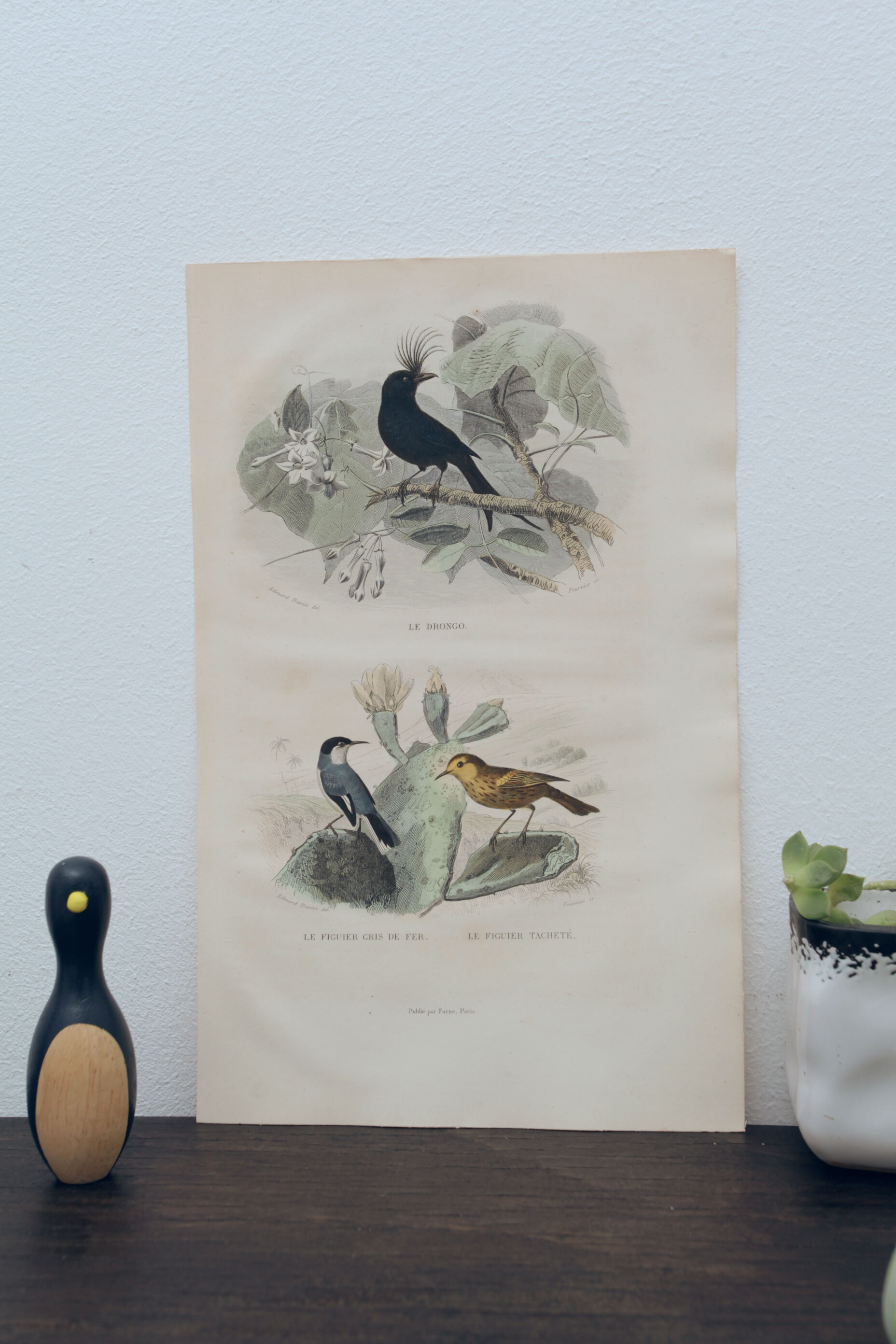 Lithography engraving vintage exotic birds
