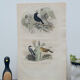 Lithography engraving vintage exotic birds