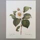 Botanical illustration White Camellia flower - vintage print from the 1960s