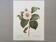 Illustration botanique Fleur Camélia blanc - impression vintage années 60