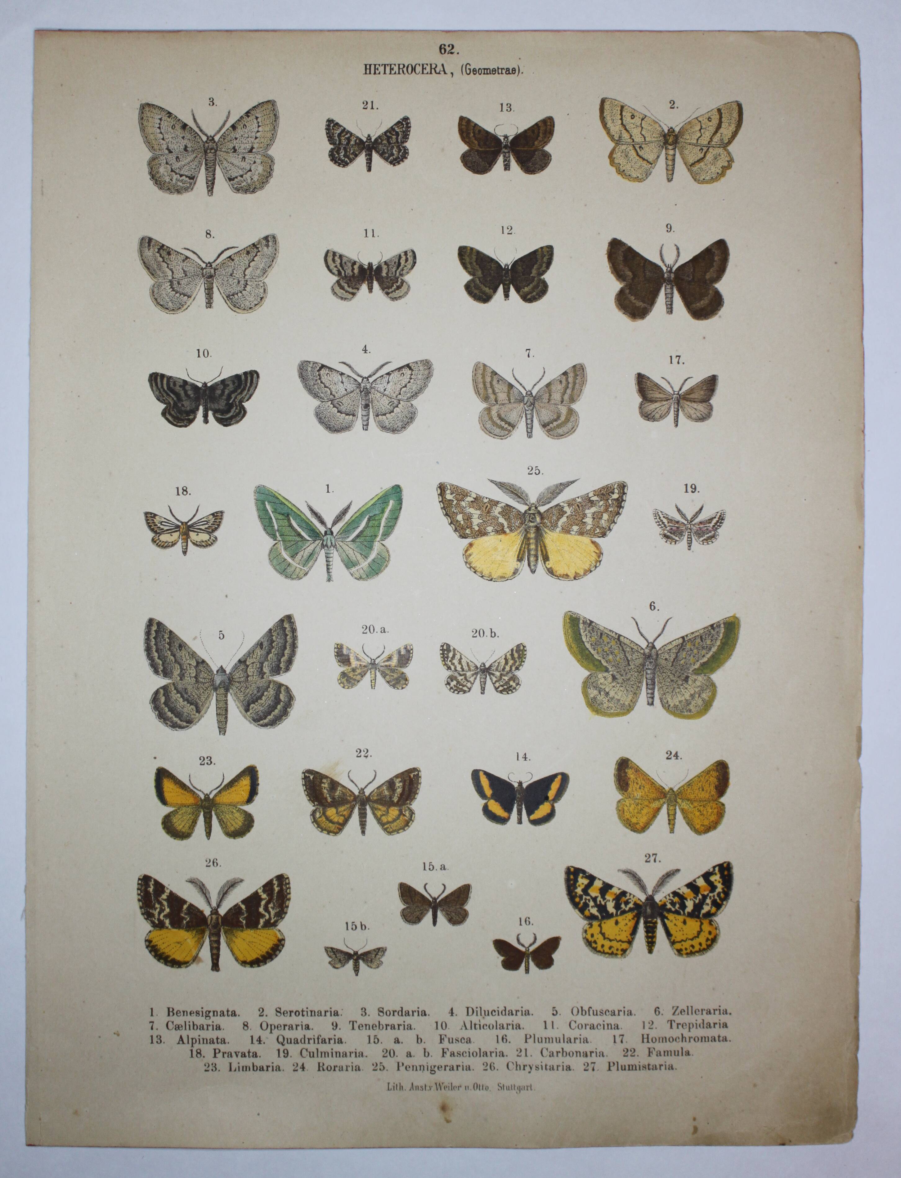 Engraving of Butterflies - Old lithograph from 1887 - Benesignata - Entomological illustration