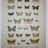 Engraving of Butterflies - Old lithograph from 1887 - Benesignata - Entomological illustration