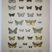 Engraving of Butterflies - Old lithograph from 1887 - Benesignata - Entomological illustration