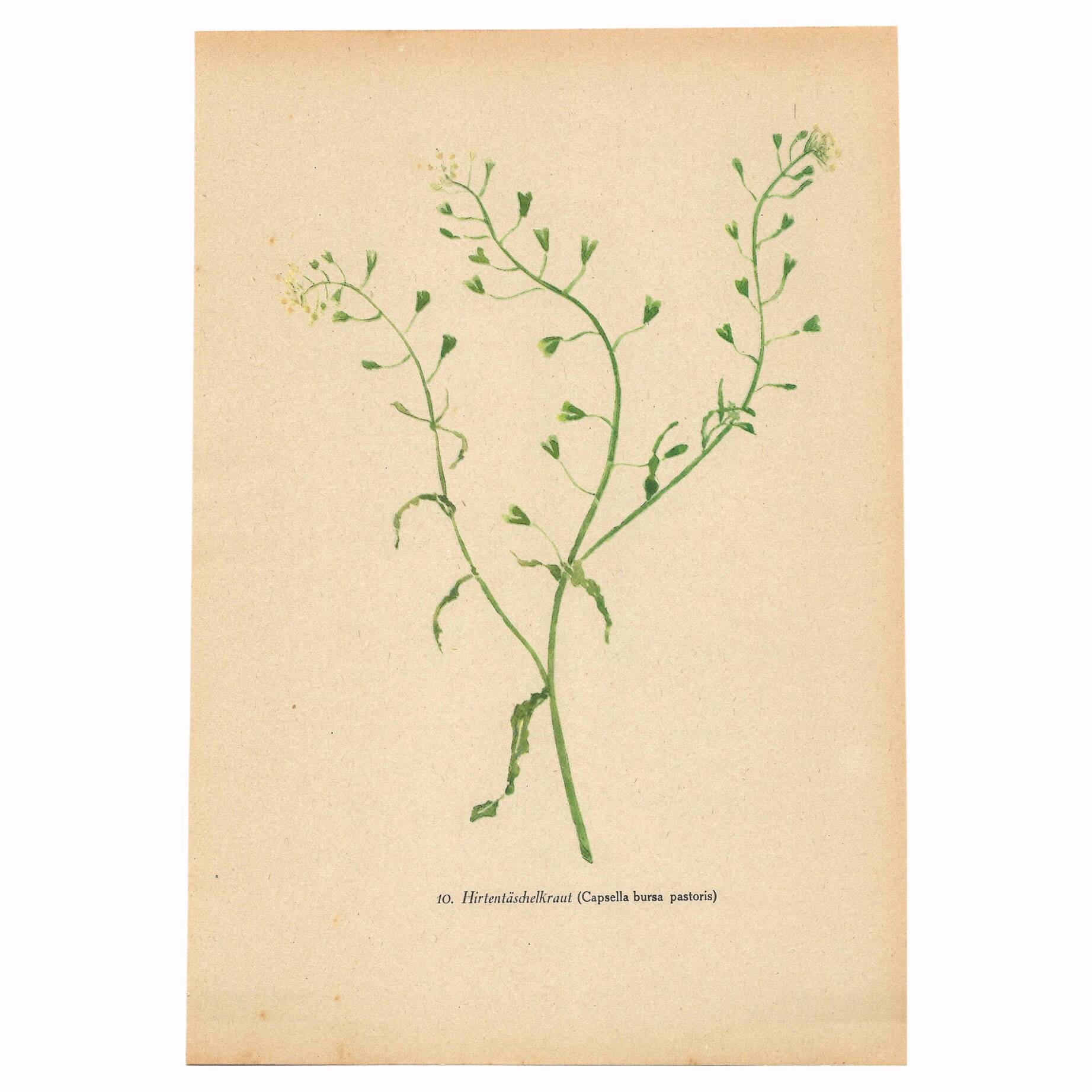 Antique illustration from 1948. Meadow flower by Strache. Shepherd's purse