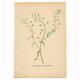 Antique illustration from 1948. Meadow flower by Strache. Shepherd's purse