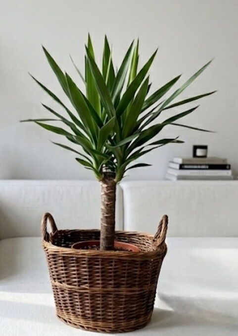 Basket, wicker pot, woven rattan