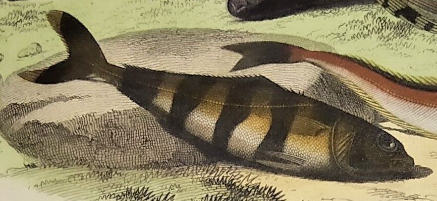 Original zoological plate of 1839 " the chetodon argus,...,...,...