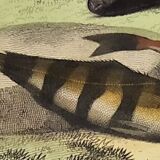 Original zoological plate of 1839 " the chetodon argus,...,...,...