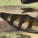 Planche zoologique originale de 1839 " le chetodon argus,...,...,...