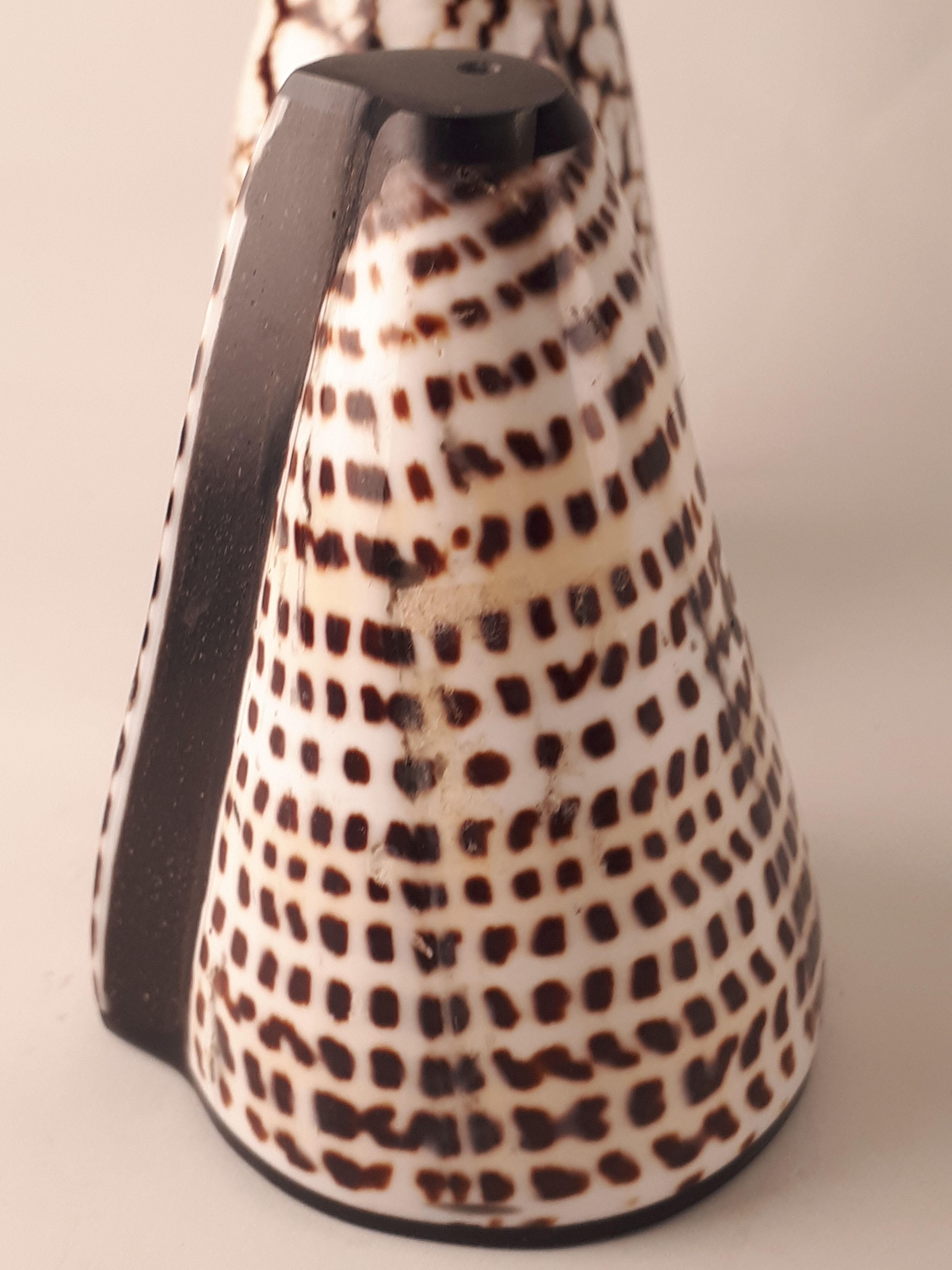 salt salt shaker sea shell real vintage nature curiosity