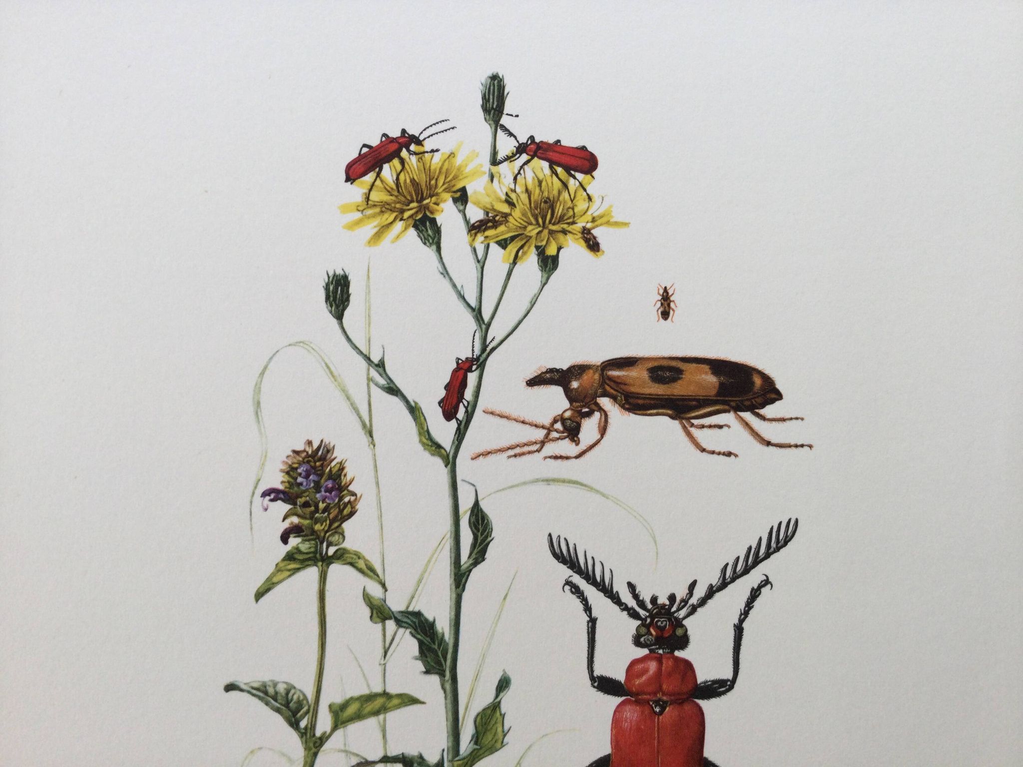 Antique Insect Illustration, Vintage Print, 1960s