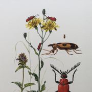 Antique Insect Illustration, Vintage Print, 1960s