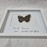 Papillon naturalisé Ruspina, 1980