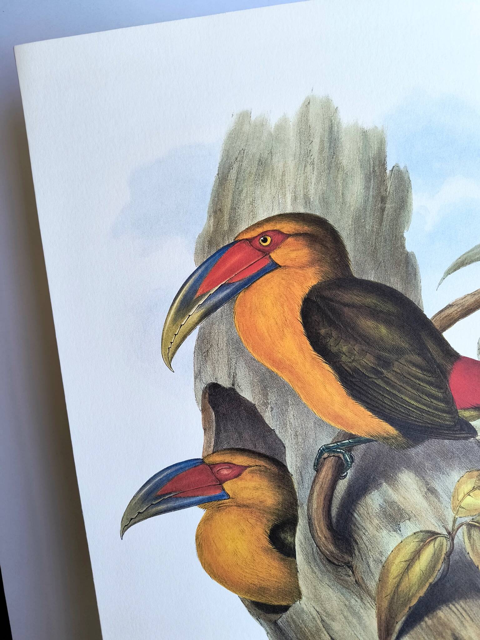 Large Vintage Illustration - Baillon's Toucan by John Gould - Plate