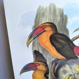 Large Vintage Illustration - Baillon's Toucan by John Gould - Plate