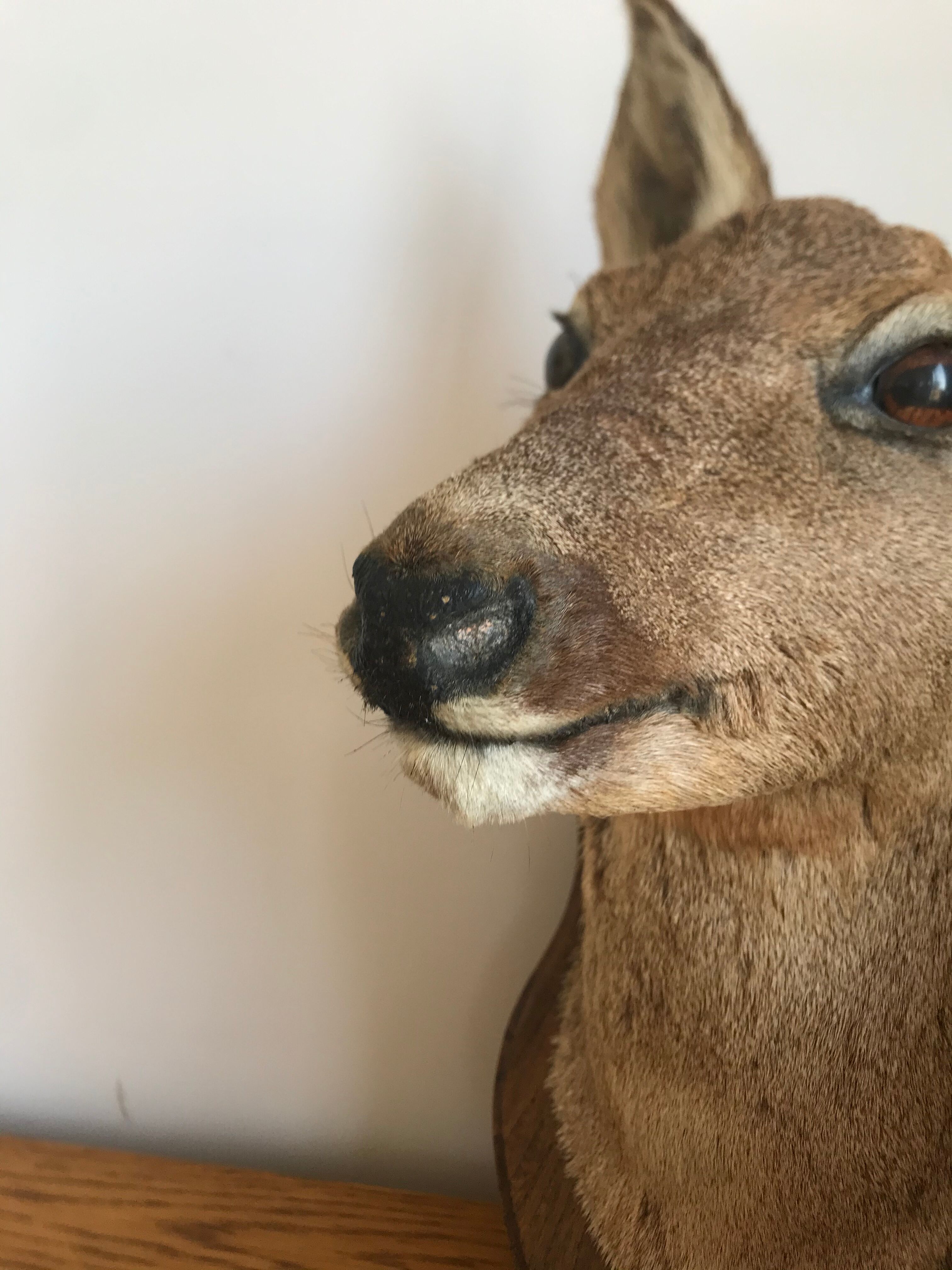 Taxidermy deer head