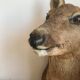 Taxidermy deer head