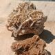 Roses des sables vintages