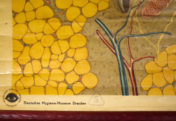 Poster graphic skin hair Deutsches Hygiene Institute 1951