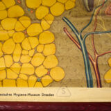 Poster graphic skin hair Deutsches Hygiene Institute 1951