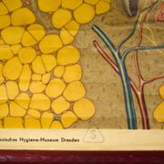 Poster graphic skin hair Deutsches Hygiene Institute 1951