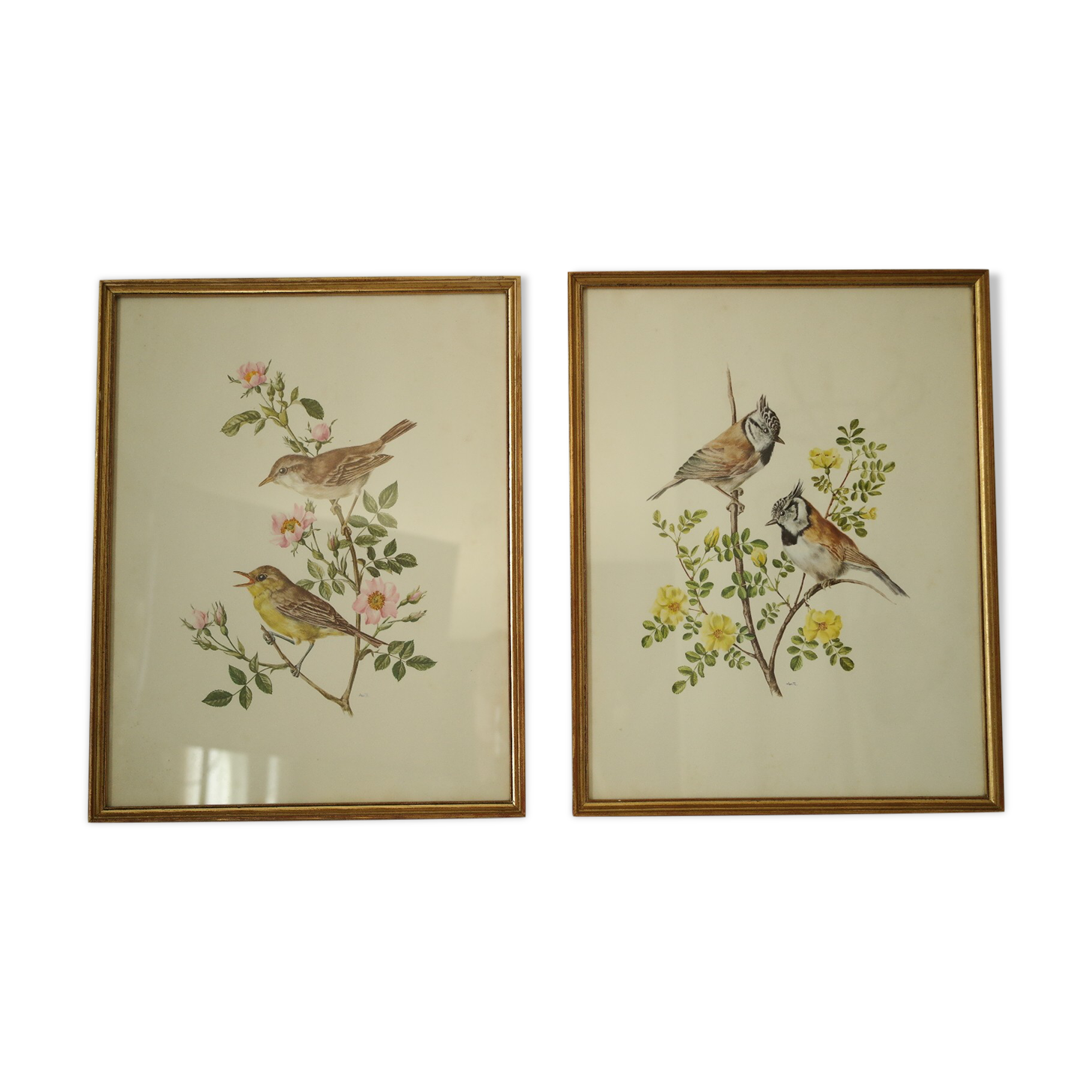 Paire de lithographies oiseaux sous cadre vintage
