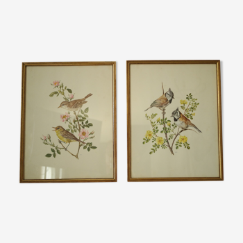 Paire de lithographies oiseaux sous cadre vintage