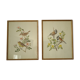 Paire de lithographies oiseaux sous cadre vintage
