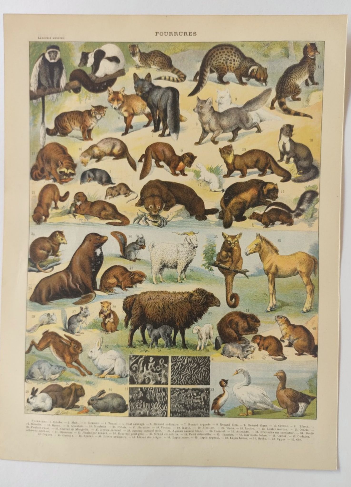 Antique print • Furbearing animals (1) • Original vintage poster from 1909