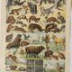 Antique print • Furbearing animals (1) • Original vintage poster from 1909