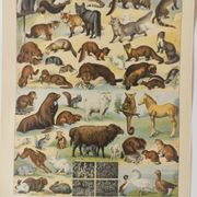 Antique print • Furbearing animals (1) • Original vintage poster from 1909