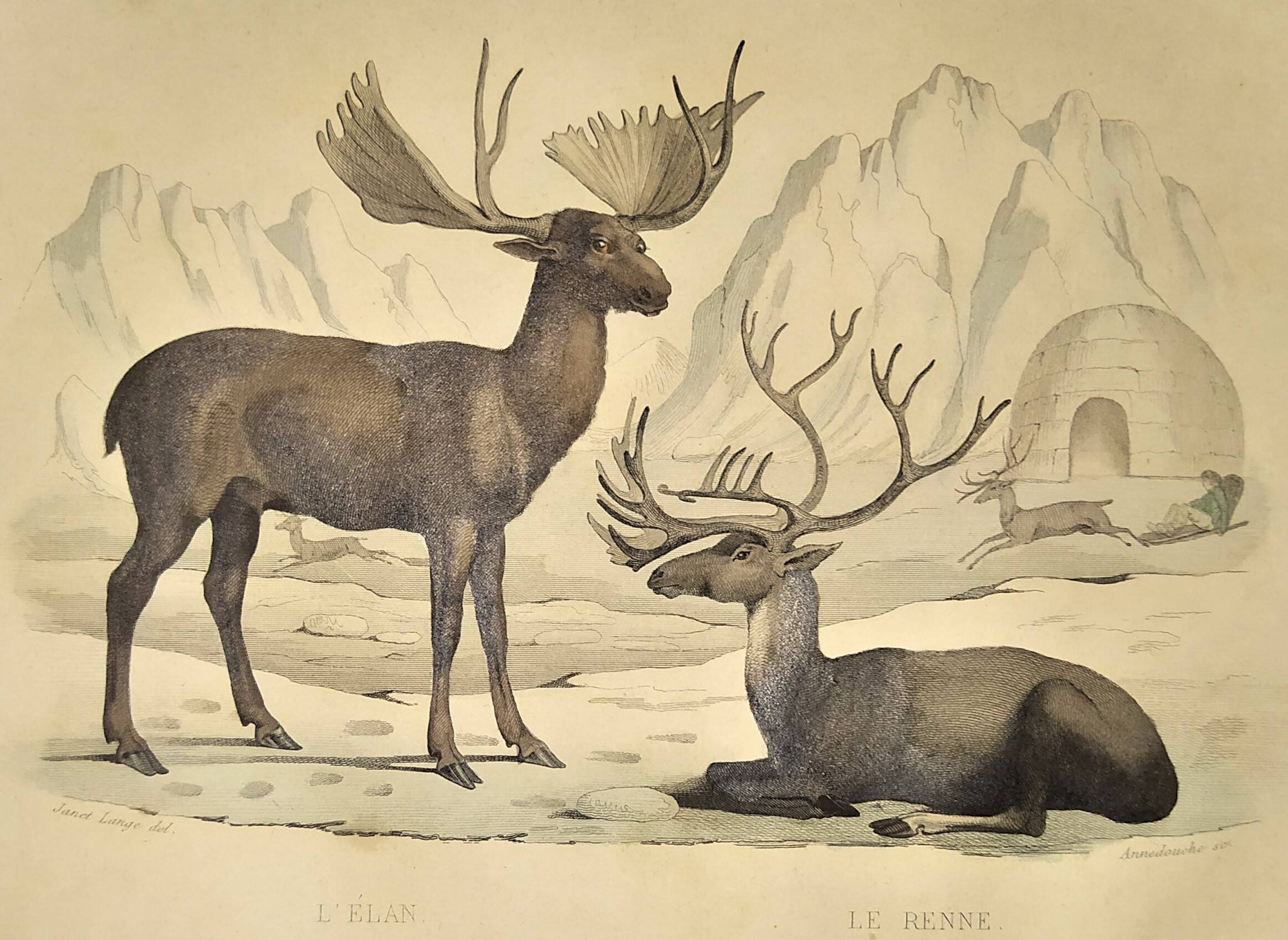 Ornithological Plate Buffon 1838 "Moose & Reindeer"