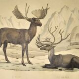 Ornithological Plate Buffon 1838 "Elk & Reindeer"