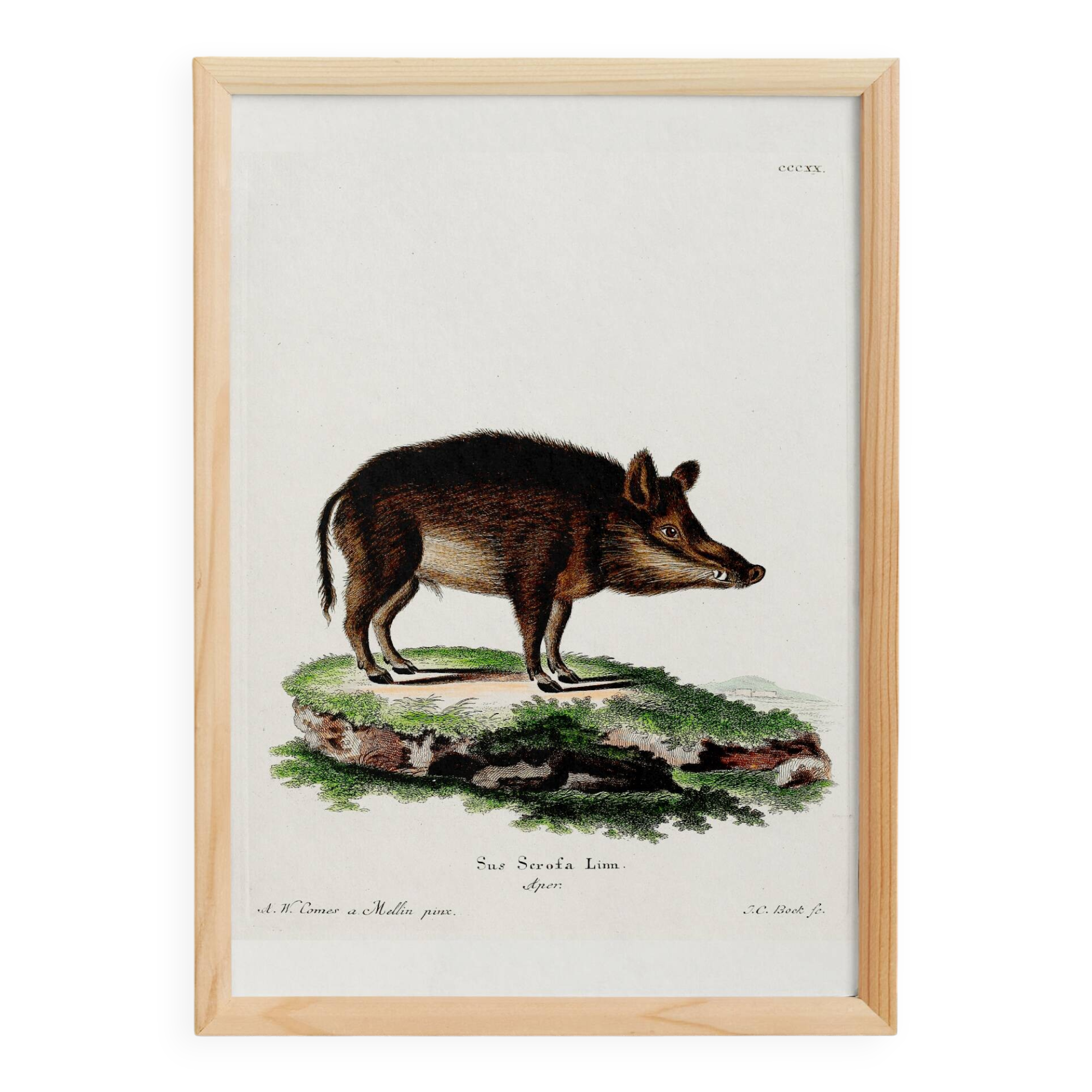 Poster about a wild boar, based on an old engraving from 1774.