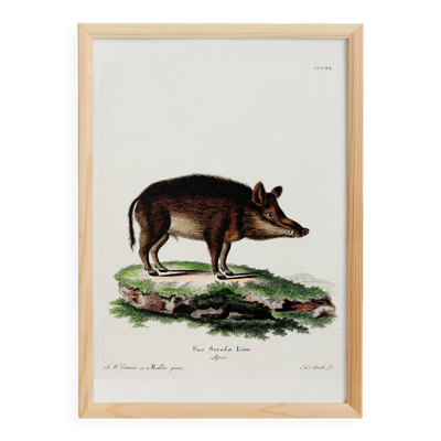 Affiche sur le sanglier, d'après une gravure ancienne de 1774.