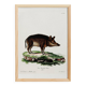 Poster about a wild boar, based on an old engraving from 1774.