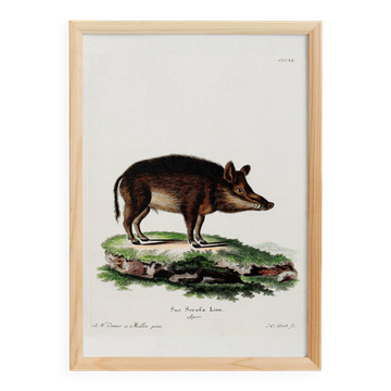 Poster about a wild boar, based on an old engraving from 1774.