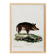 Poster about a wild boar, based on an old engraving from 1774.
