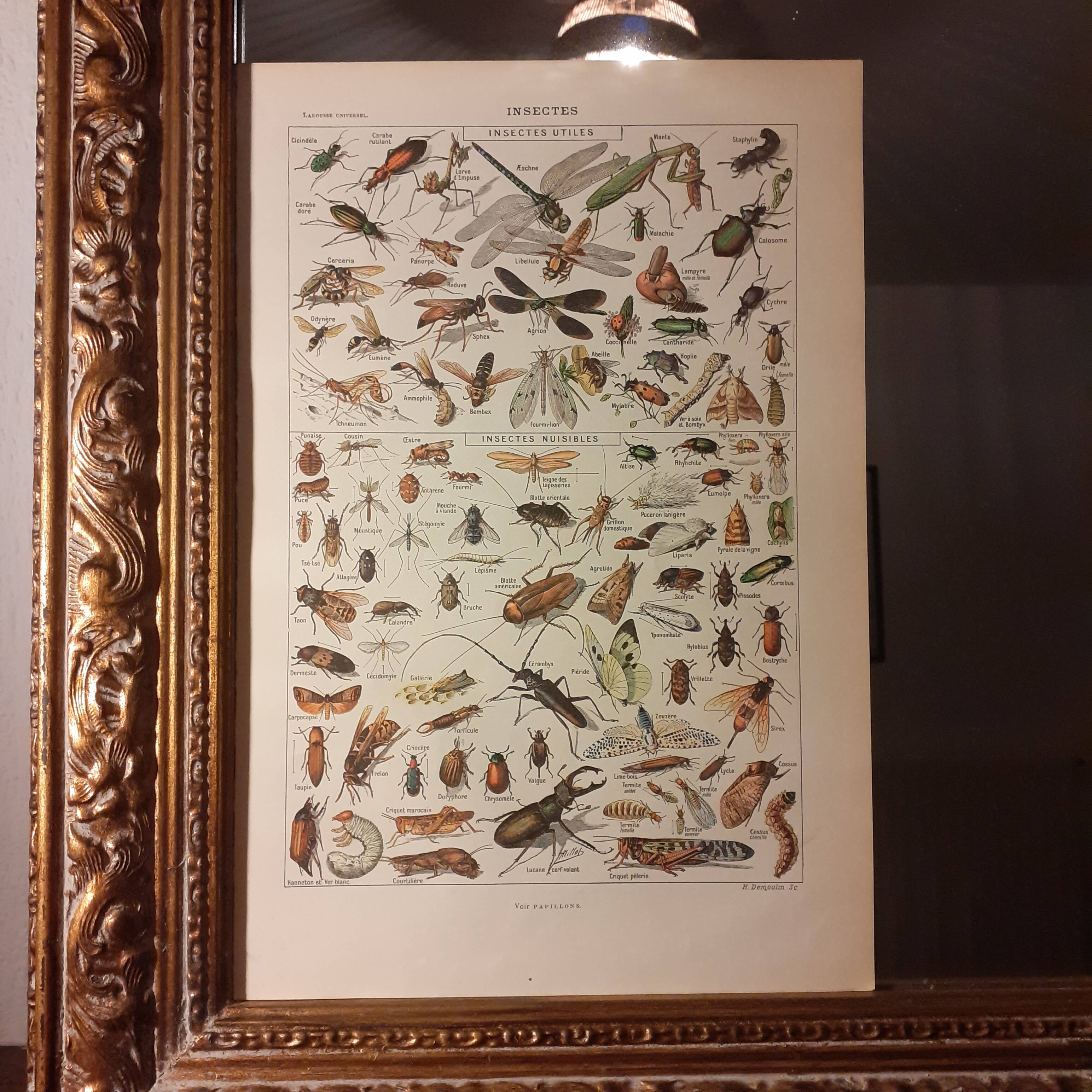 Set of two lithographs from 1922 and a poster on plants
