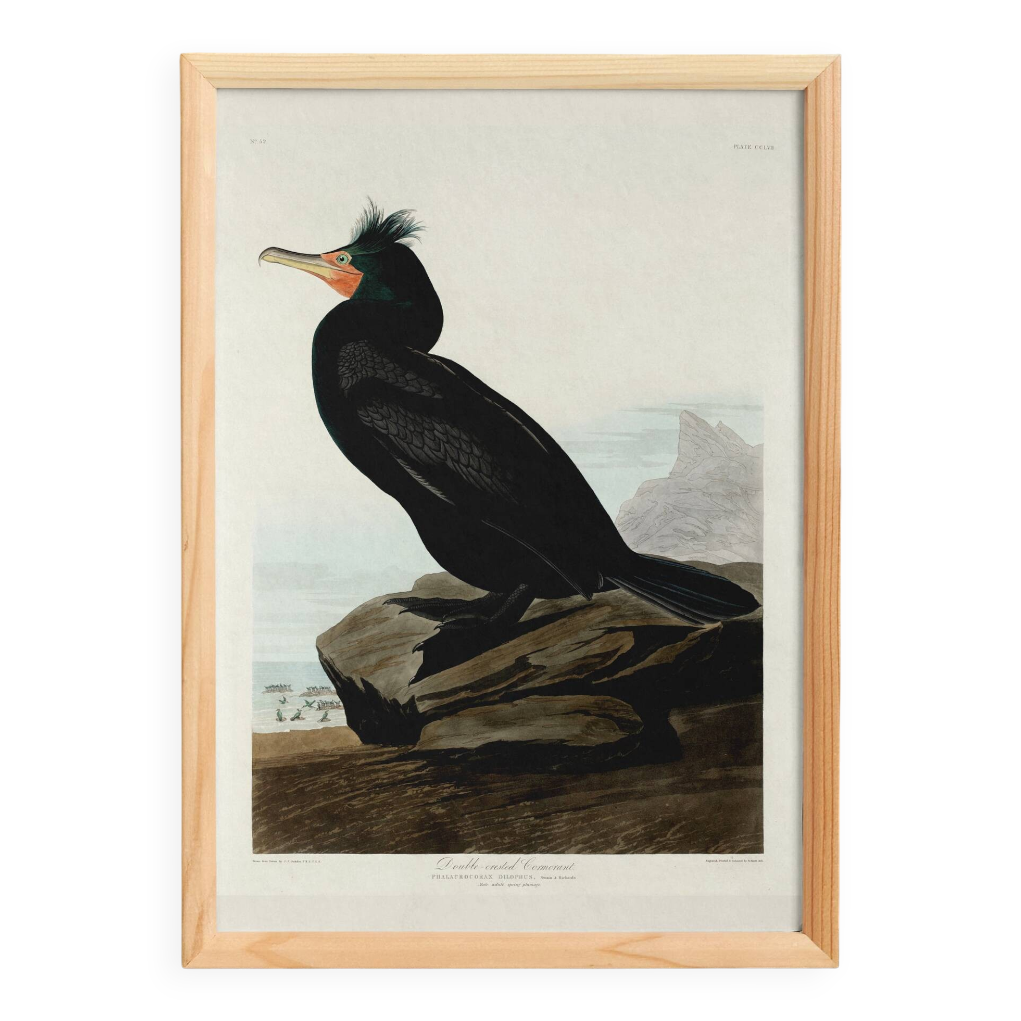 Poster about the Crested Cormorant, based on an old engraving from 1827.