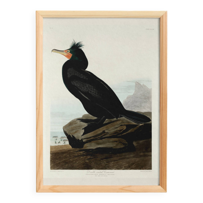Affiche sur le Cormoran à crête, d’après une gravure ancienne de 1827.