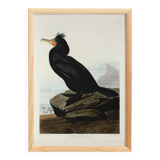 Poster about the Crested Cormorant, based on an old engraving from 1827.