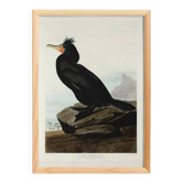 Poster about the Crested Cormorant, based on an old engraving from 1827.
